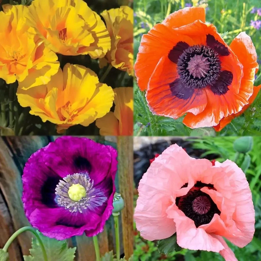 Perennial Mixed California Poppy Flower 1000 Seeds for Planting Outdoor - $10.04