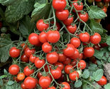 50 Seeds Piccolo Carina Tomato Tomatoe Vegetable Garden - $9.70