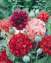 Peony Poppy 200 Seeds Free Shipping - $4.00