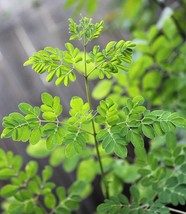 5 Seeds -Moringa oleifera-PKM1 -See Full Description -Grown for Larger Y... - £4.70 GBP