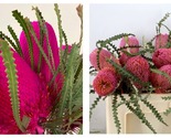 50 Seeds Banksia dusty pink Garden - $34.93