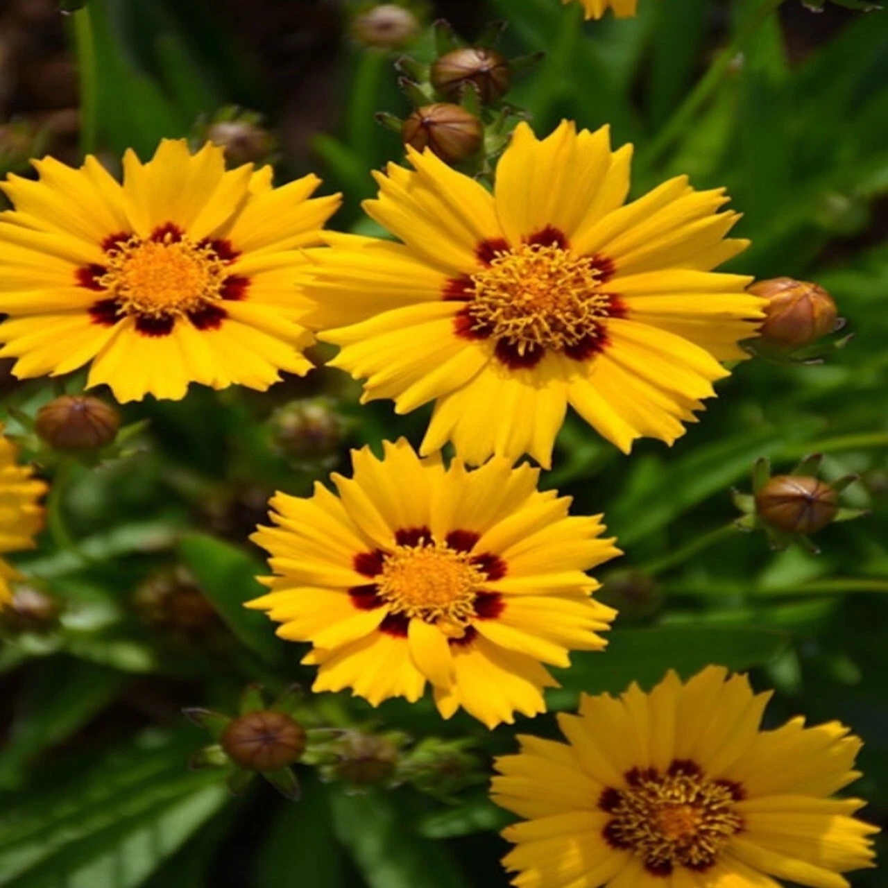 Coreopsis Grandiflora &#39;Sunfire&#39; Tickseed Small Yellow Flowering Perennia... - $34.85