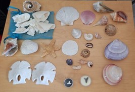 Lot of  72 Beautiful Mixed Sea Shells - 2.8lbs - £25.20 GBP