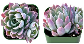 Echeveria &#39;Violet Queen&#39; Live Succulent Plant Fully Rooted in 2 inch Pla... - £22.90 GBP