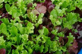 Lettuce Gourmet Mixed Greens 500 Seeds Heirloom Open Pollinated Fresh - £10.19 GBP