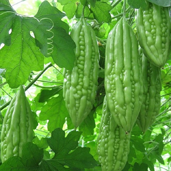 Vietnam Babe Short Bitter Melon Seeds F1 RD09, Kh? qua ln. Non-GMO Heirloom - $8.35
