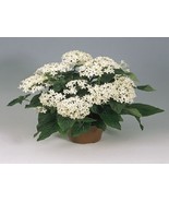 FMG 25 Pelleted Seeds Pentas Graffiti White Pentas Seeds Star Flower Pla... - $17.51