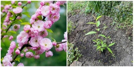 Pink Flowering Almond - 6-12&quot; Tall Live Plant, 4&quot; Pot, Prunus triloba - H03 - £76.06 GBP