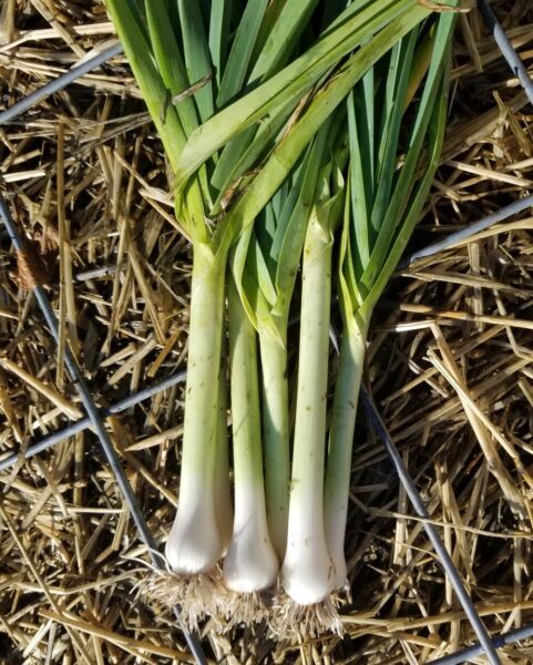 Organic King Richard Leek Seeds 750 Mg Fresh