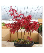 20 Seeds Japanese Red Maple Tree Bonsai Rare plant for home garden - $7.91 CAD