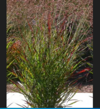 Switchgrass Red Flower 1000 Seeds - £8.81 GBP