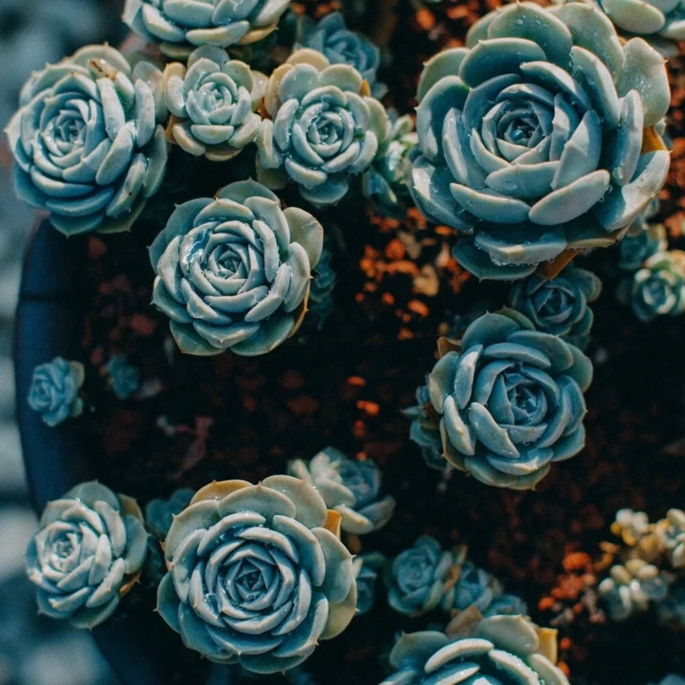 100pcs Blue Midnight Oil Succulents Witchford Lithops Seeds Garden plant - $5.18