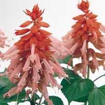 50 Seeds Salvia Vista Salmon Flower Seeds Fresh Seeds USA - $18.57