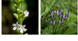 Verbena urticifolia | White Vervain | Starter Plant Plug | Native Wetlan... - £27.01 GBP