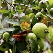 Tropical Fruit tree: Supreme Ruby Guava ( Psidium guajava) 12 to 24 inch... - £65.83 GBP