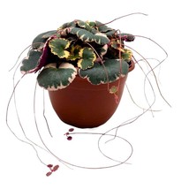 Variegated Strawberry Begonia in a 6 inch Pot Saxifraga stolonifera - $93.28