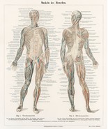 13200.Decoration Poster.Home wall.Room vintage art design.Muscle Human A... - $23.55 CAD+
