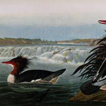 1979 Common Merganser Color Plate Print Audubon Birds Of America Vintage... - $29.99