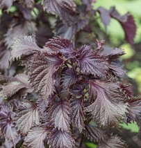 Red Perilla - Shiso - 20+ seeds (F 071) - $1.49