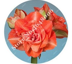 100 pcs Amaryllis Seed Not Bulbs - Orange Red Color FROM GARDEN - £6.06 GBP