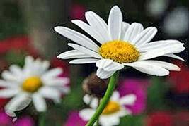 Shasta Daisy 25+ Seeds Beautiful Bright White/Yellow Flower - £2.38 GBP