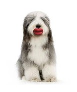 HUMUNGA LIPS RUBBER PET DOG TOY FETCH BALL S, M, L Size NEW! - £10.06 GBP+