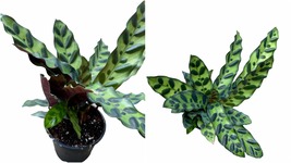 4&quot; Pot - Rattlesnake Plant - Calathea Lancifolia - houseplant - living room  - £51.92 GBP