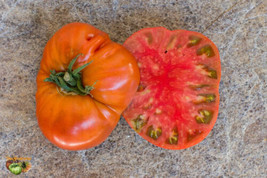 SKM 50 Seeds Double Rich Tomato Juicy Tomatoe Vegetable Edible Food Easy... - $10.97