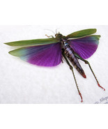 Huge Purple Real Grasshopper Titanacris Albipes Framed Entomology Collec... - $176.43 CAD