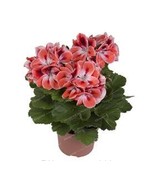 20Pcs Bag Geranium Bonsai Flower Bonsai Perennial Flower Bonsai Pelargon... - $7.98