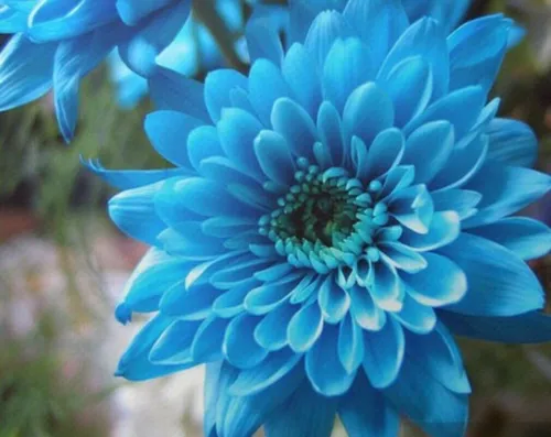 Fresh Sky Blue Chrysanthemum Mums Flowers 200 Seeds Garden - £8.20 GBP