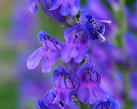 USA Seller 300 Blue Rocky Mountain Beardtongue Penstemon Strictus Flower Seeds F - £11.19 GBP