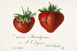 11985.Decoration Poster.Home interior design.Room wall decor art.Strawberries - £13.43 GBP+