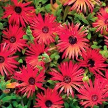 100 Pcs Red Livingston Daisy Flower Seeds #MNSS - $14.99
