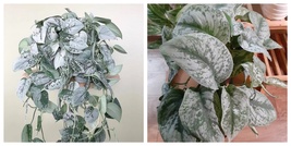 Pothos Silver Exotica Houseplant Live Plant House Plants (No Heat pack) - £41.17 GBP