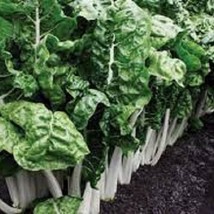 New Fordhook Giant Swiss Chard - Organic, Heirloom Seeds - Since The 1750'S Leav - $5.98