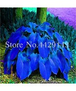 New Kasuki Sale 100 Pcs Hosta Plantain Lily Flower White Lace Ground Cov... - £12.03 GBP