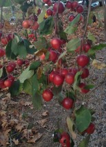 Columbia crabapple apple tree seedling fruit very hardy edible LIVE PLANT - £29.49 GBP