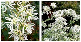 300 Snow-on-the-mountain Seeds - Home And Garden - International Ship - £19.95 GBP