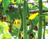 Extra Long Luffa Squash Seeds Smooth Loofah Snake Gourd Asian Seed  - $5.93