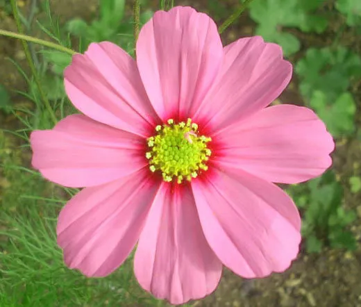 25 Pink Orange Hollyhock Flower Bloom Seed - £8.64 GBP