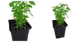 Biblical Tulsi Holy Basil Herb 4&quot; Pot - Grow Indoors or Out - $32.93