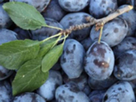 Italian blue plum - 6 fresh dormant scion cuttings for grafting - £13.50 GBP
