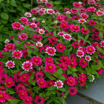 100 Profusion Cherry Bicolor Zinnia Seeds, Vibrant Two-Tone Blooms, Easy... - €11,11 EUR