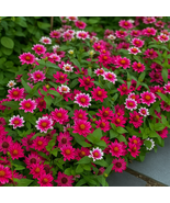 100 Profusion Cherry Bicolor Zinnia Seeds, Vibrant Two-Tone Blooms, Easy... - $12.99