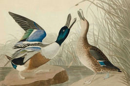 Giclee Two wild ducks by John James Audubon painting Art printed on canvas - £7.49 GBP+