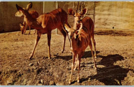 The Greater Kudu From The Los Angeles Zoo Postcard - £3.85 GBP