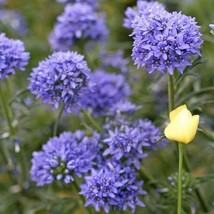 US Seller 500 Seeds Globe Gilia Annual Light Blue Flowers Sun Or Shade - £7.98 GBP