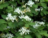 3yo around 40&quot; tall Live HONEYSUCKLE BUSH Strong Rooted PLANT - £14.43 GBP