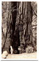 Zf-263 Among the giant Redwoods Muir Woods Monument California RPPC Postcard - £11.55 GBP